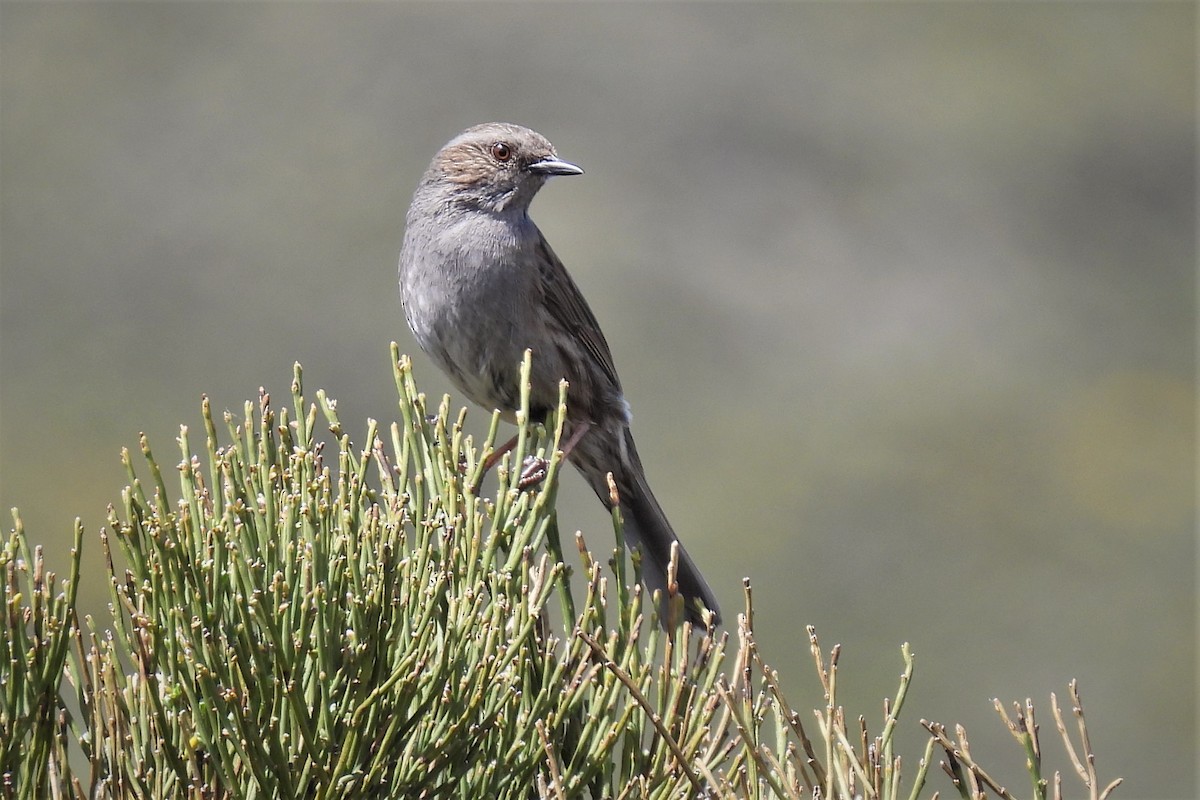 Dunnock - ML572636681