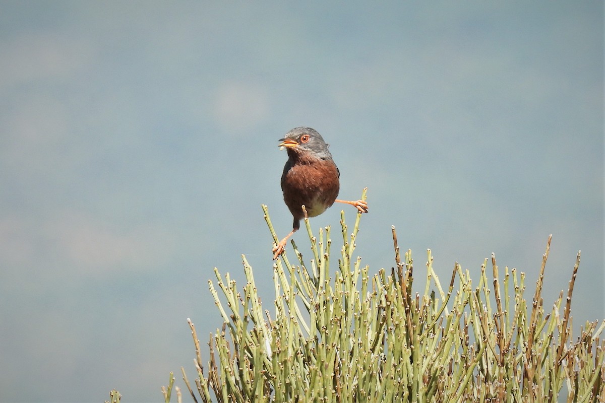 Dartford Warbler - ML572636971