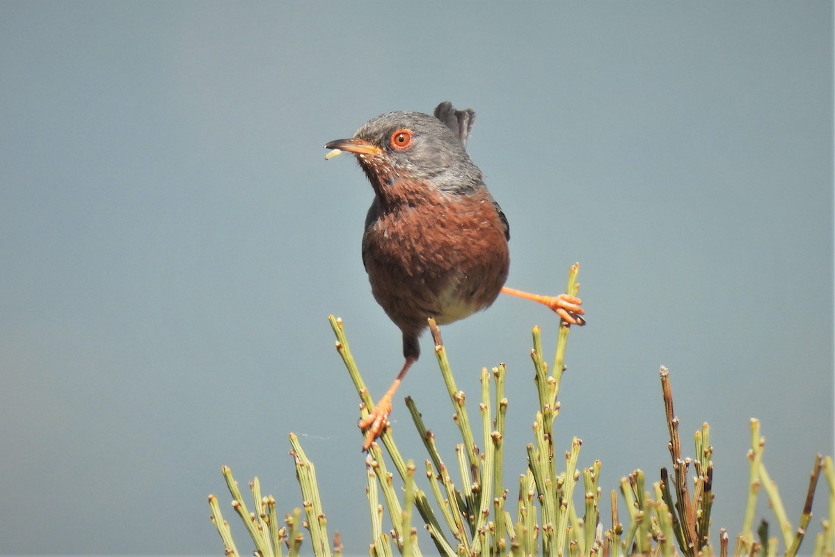 Dartford Warbler - ML572636981