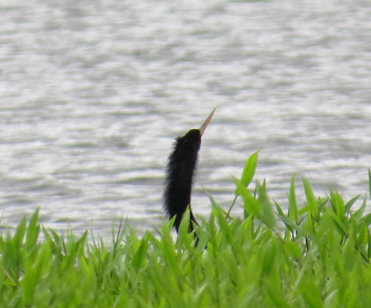 anhinga americká - ML572637081