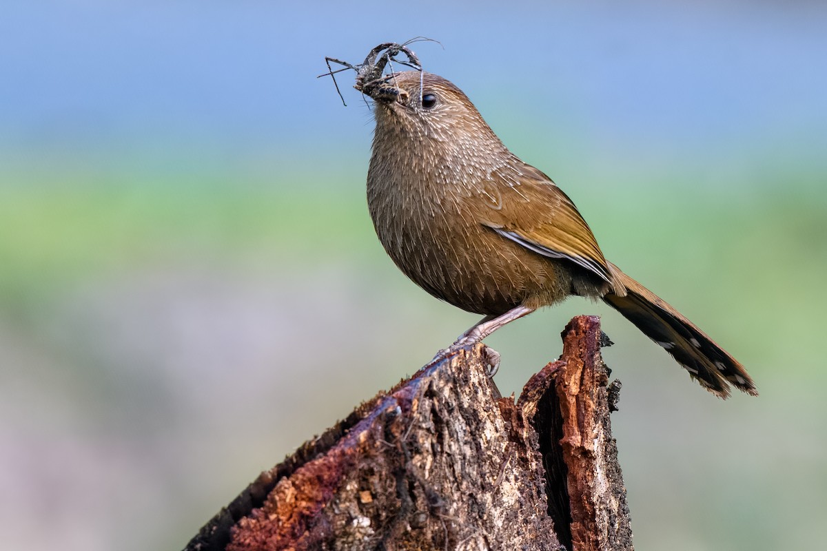 Bhutan Laughingthrush - David Kirsch