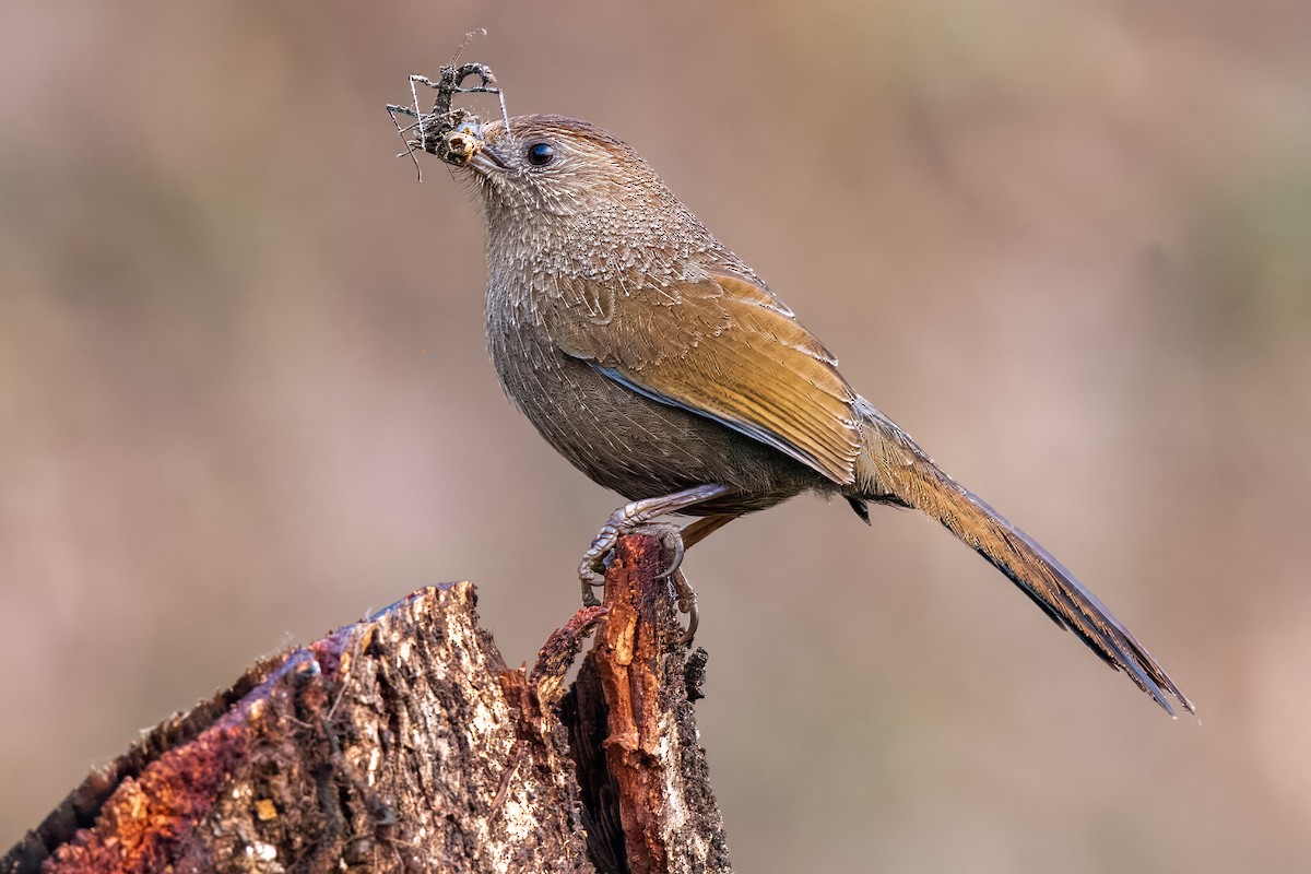 Bhutan Laughingthrush - ML572637651