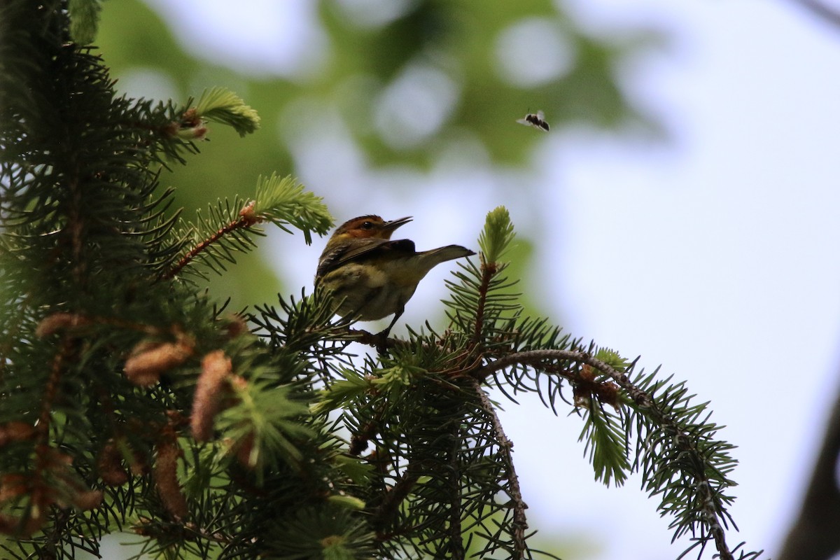 Cape May Warbler - Lauren Grimes