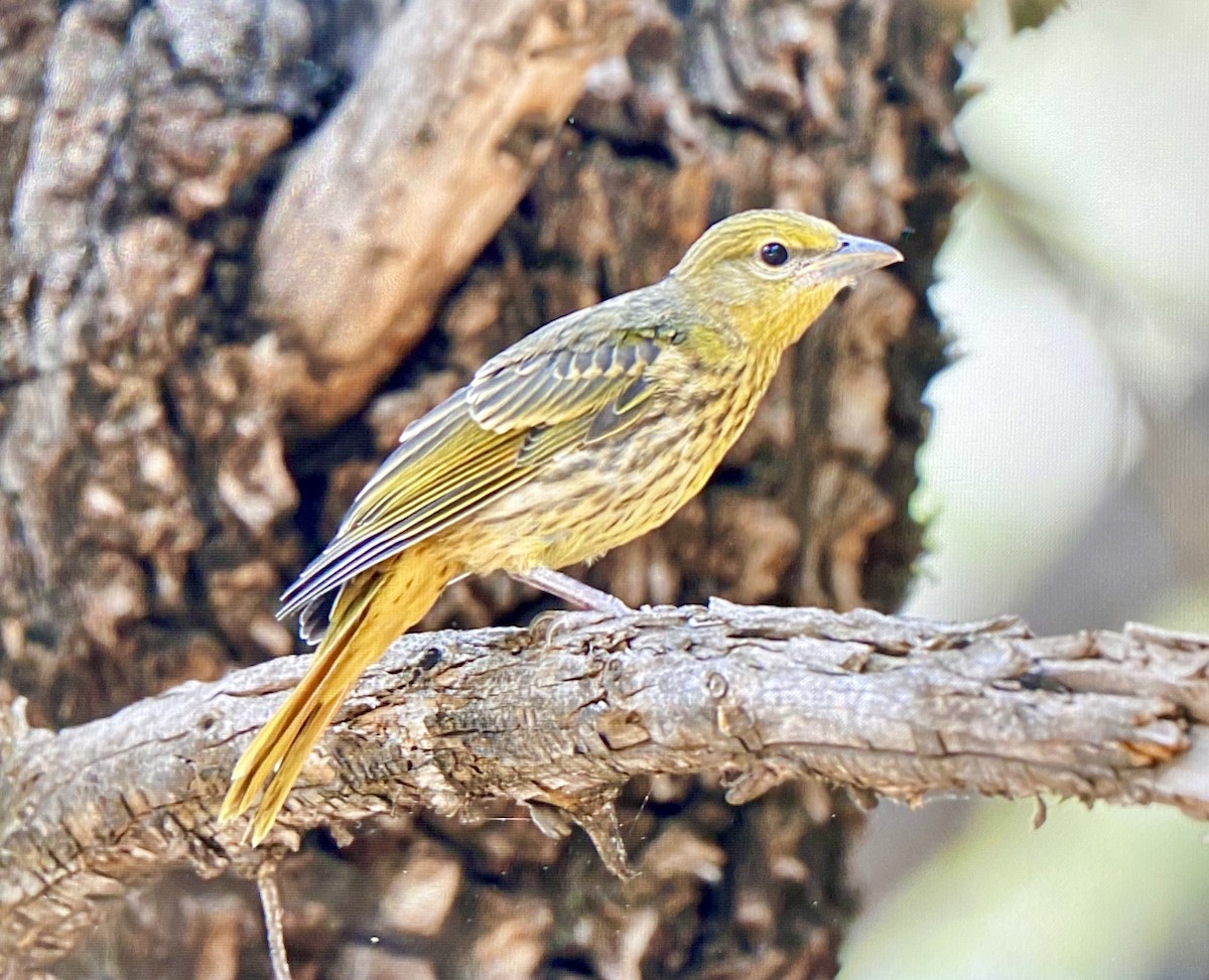 Hepatic Tanager - ML572638411
