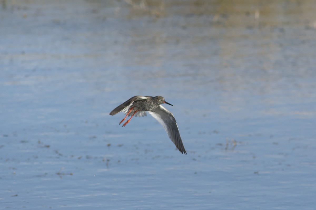 Common Redshank - ML572638581