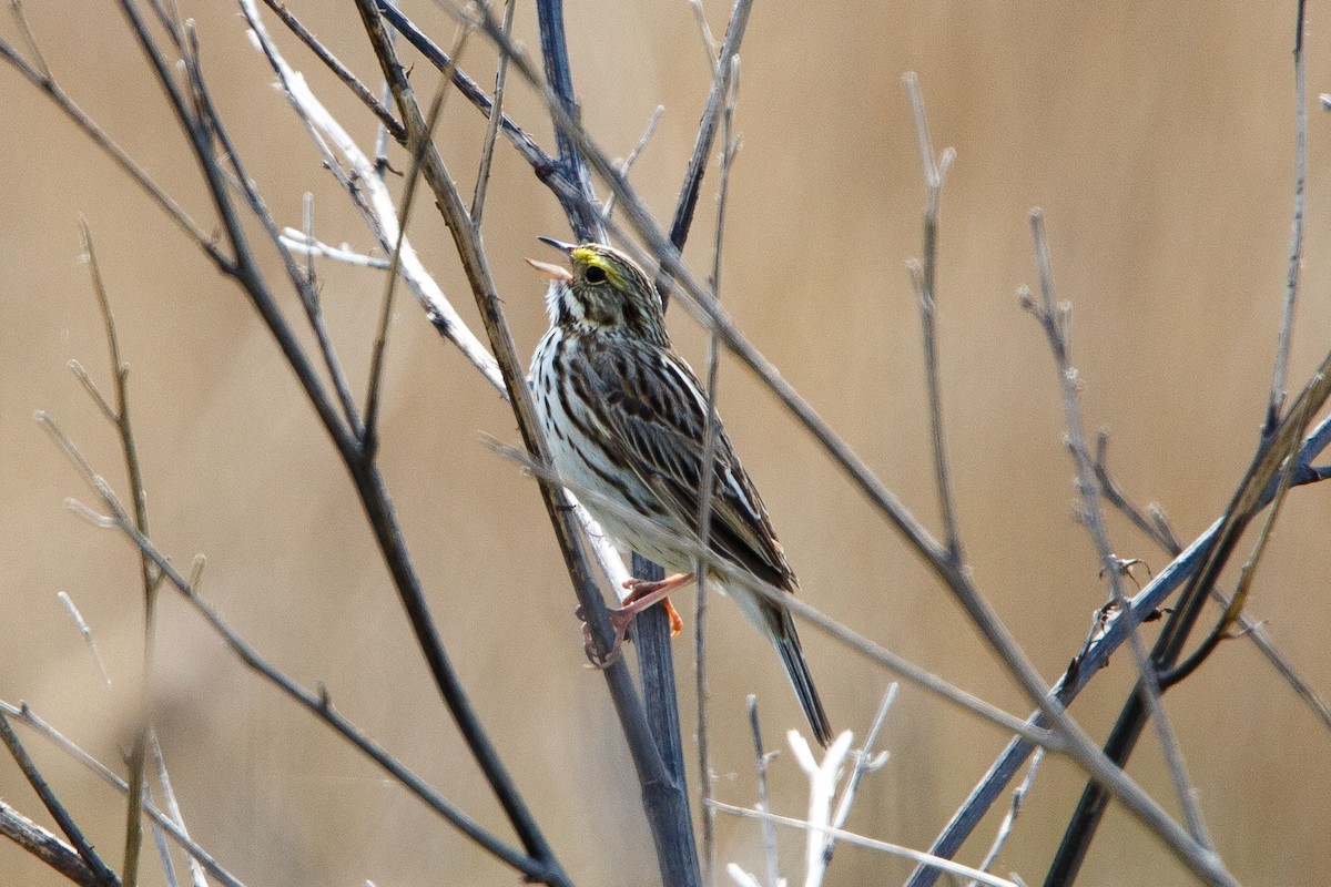 Savannah Sparrow - Peter Shelton