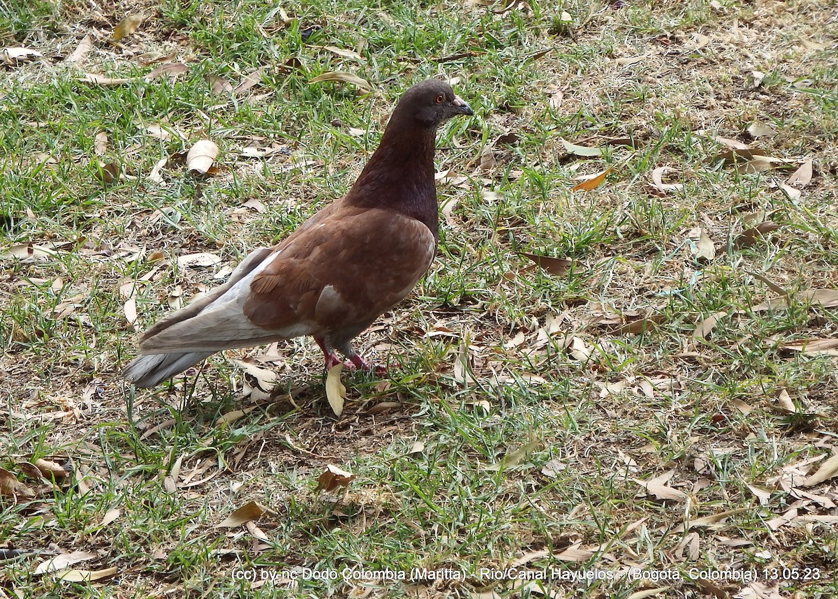 Сизый голубь (Одомашненного типа) - ML572640321
