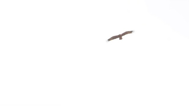 Steppe Eagle - ML572642971