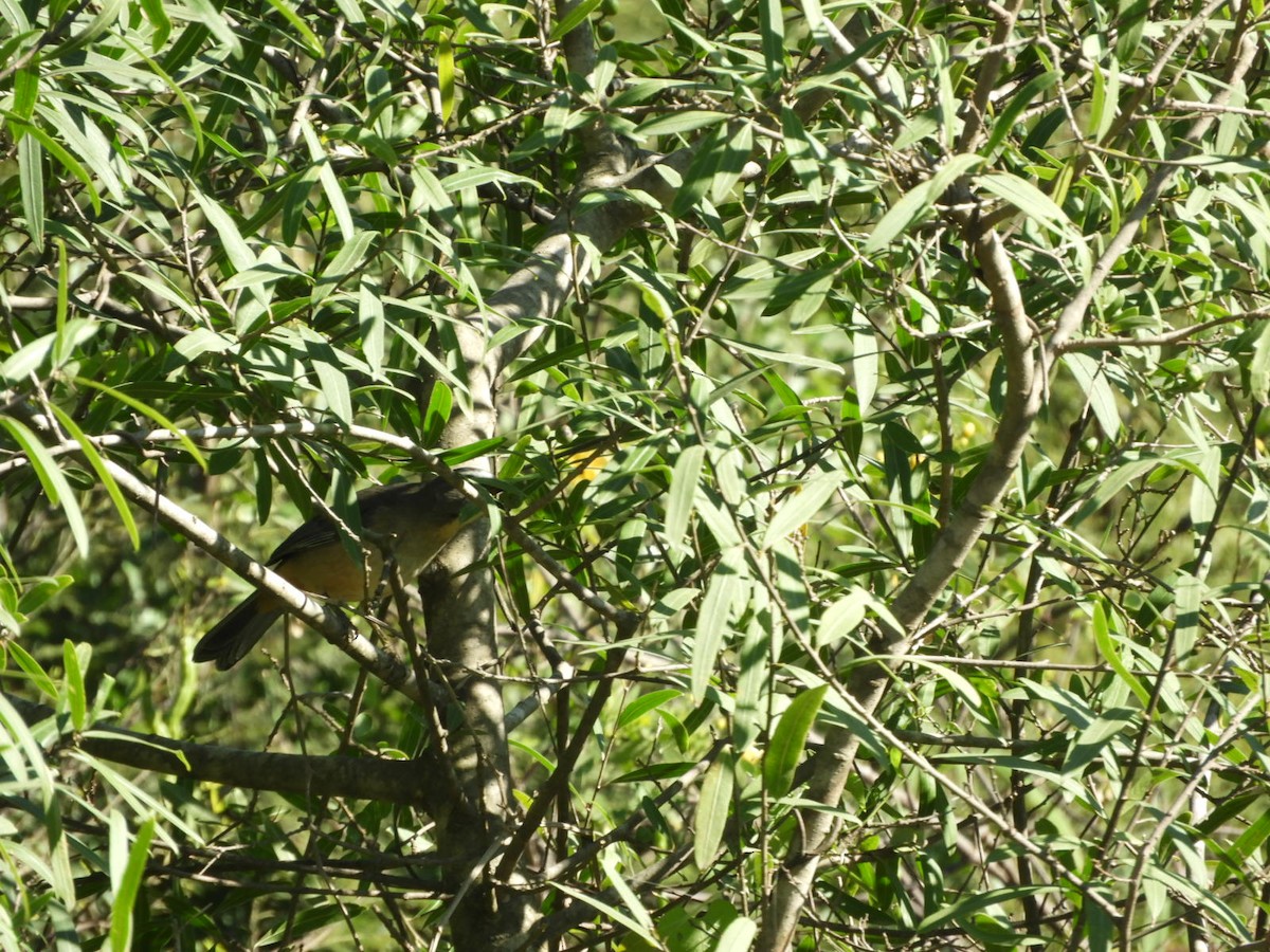 Pepitero Grisáceo del Amazonas - ML572643151