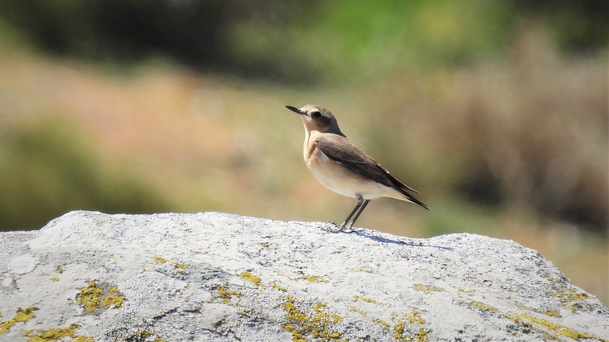 Northern Wheatear - ML572643241