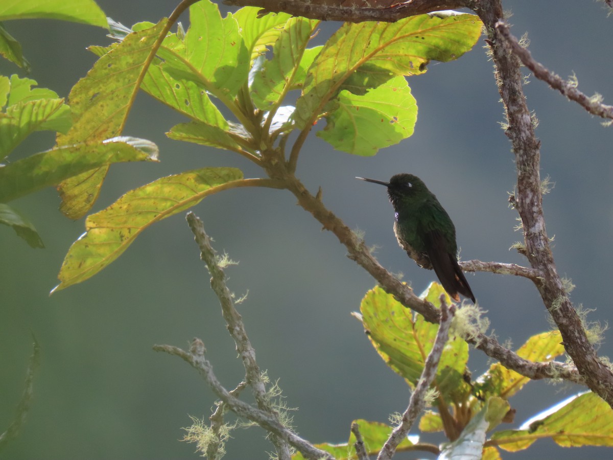 Metalura Verde - ML572645011