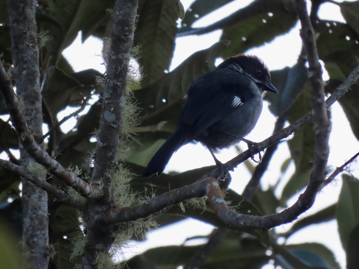 Slaty Brushfinch - ML572645281