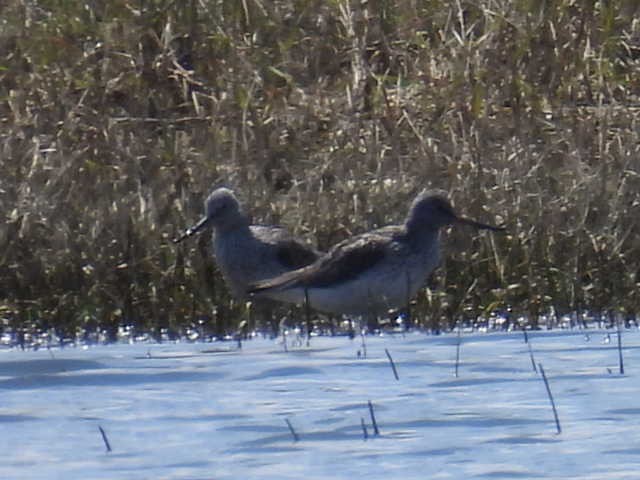 Common Greenshank - ML572645311