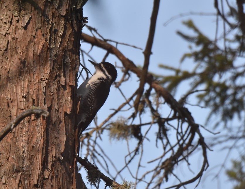 Black-backed Woodpecker - ML572645861
