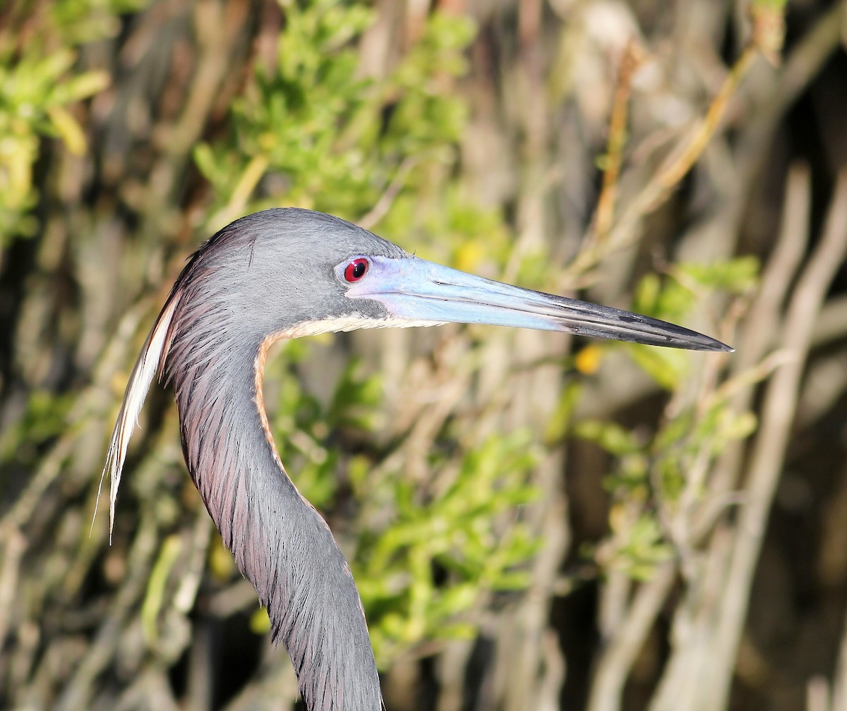 Tricolored Heron - ML57264591