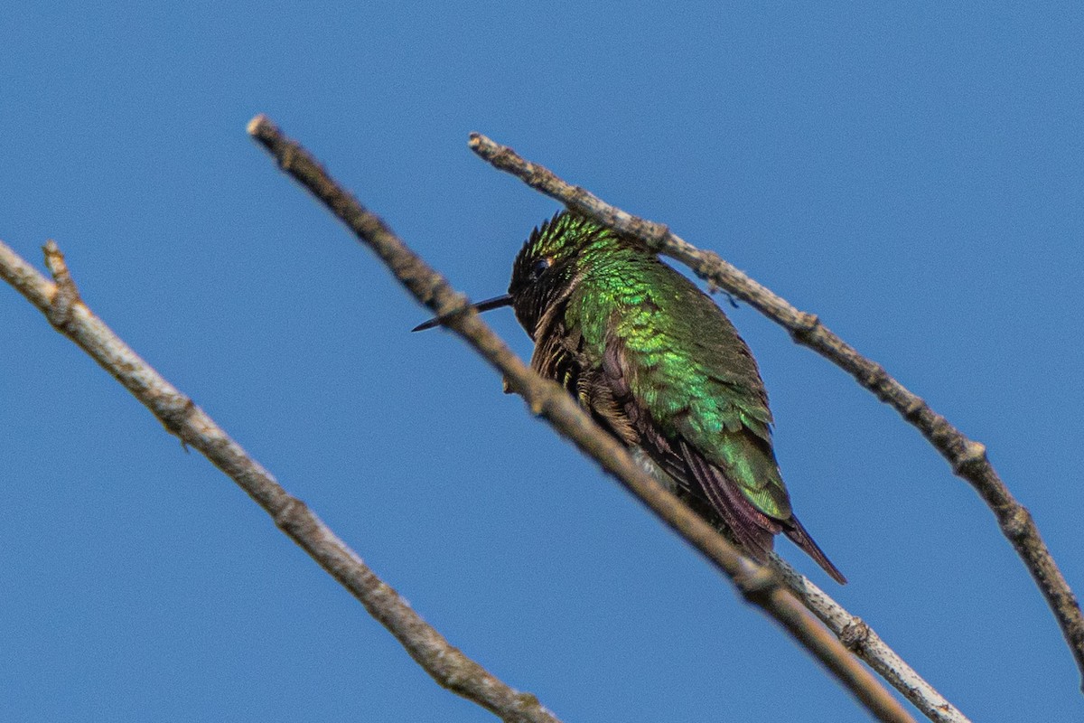 Ruby-throated Hummingbird - ML572645941