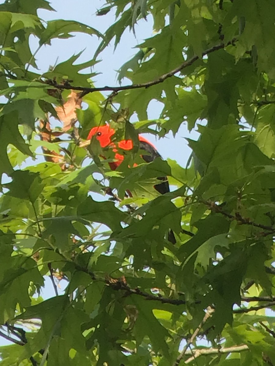 Scarlet Tanager - ML572645961