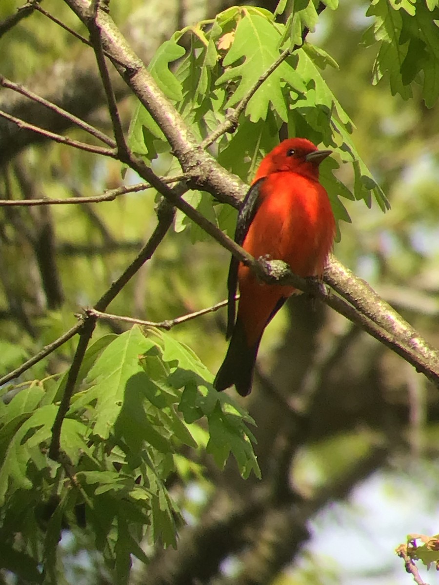 Scarlet Tanager - ML572646001