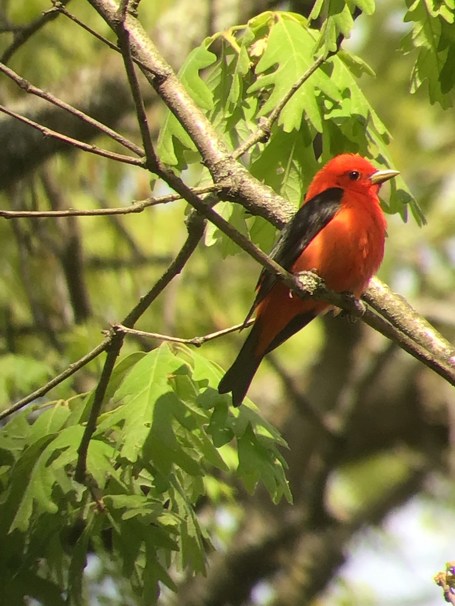 Scarlet Tanager - ML572646011