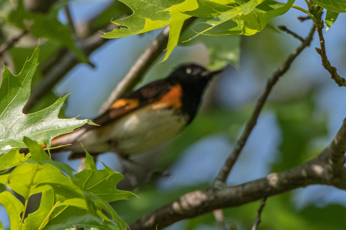 American Redstart - Steven Bruenjes