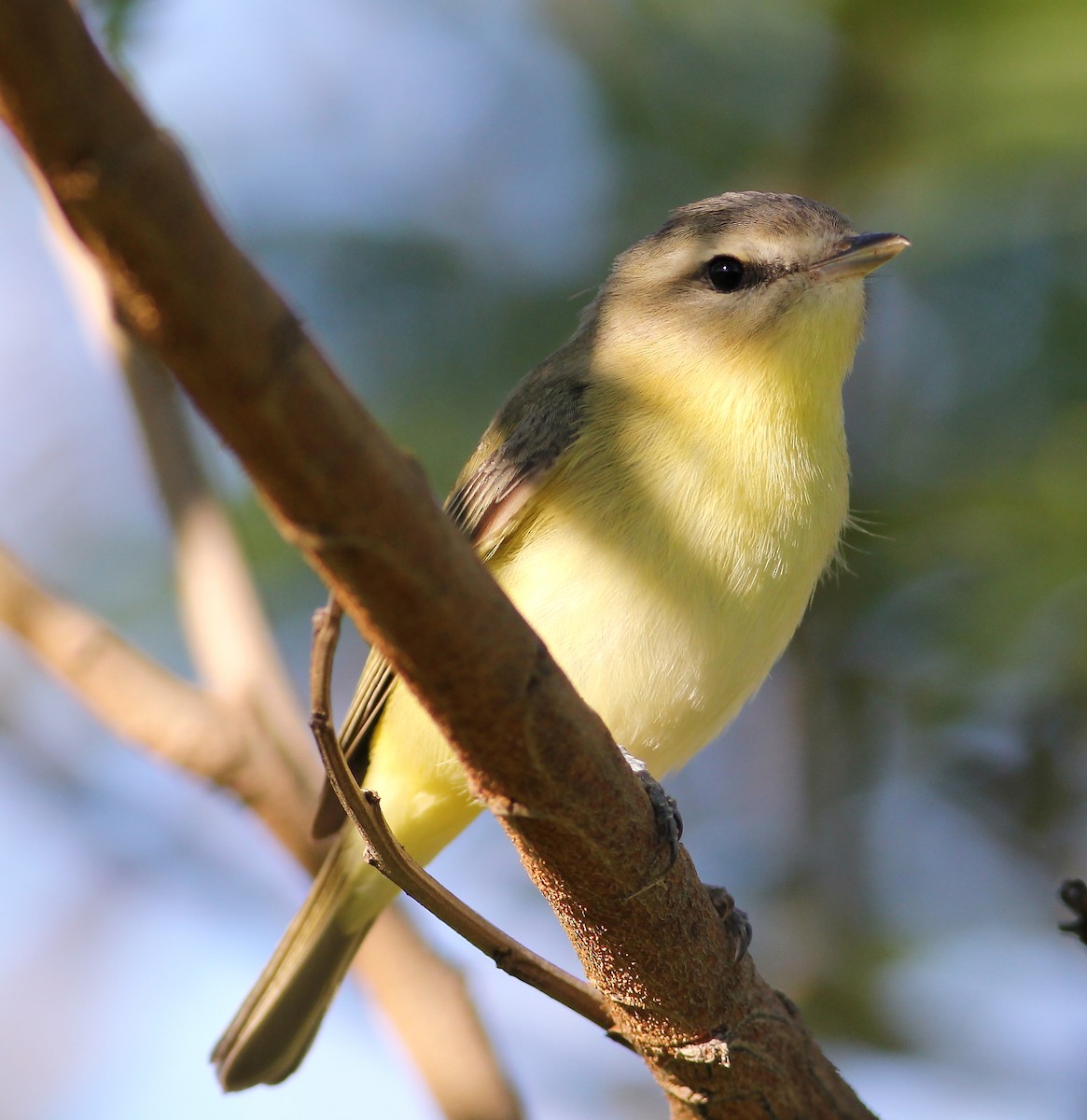 セアカモズモドキ - ML57264621