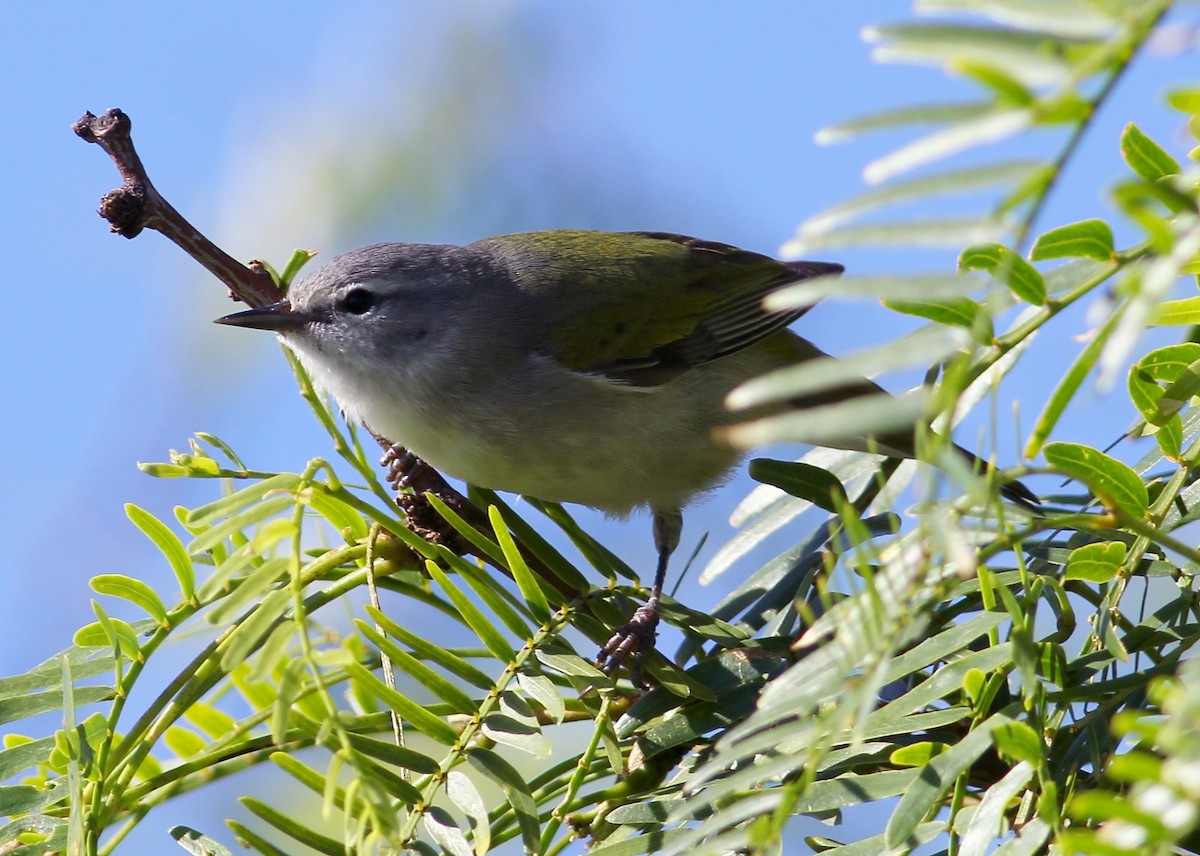 סבכון טנסי - ML57264651