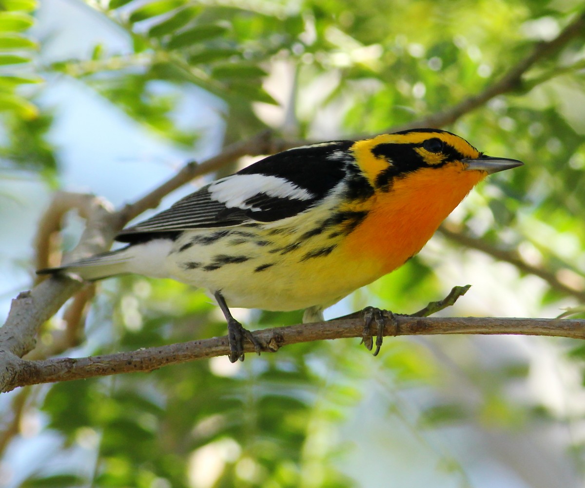 Blackburnian Warbler - ML57264661