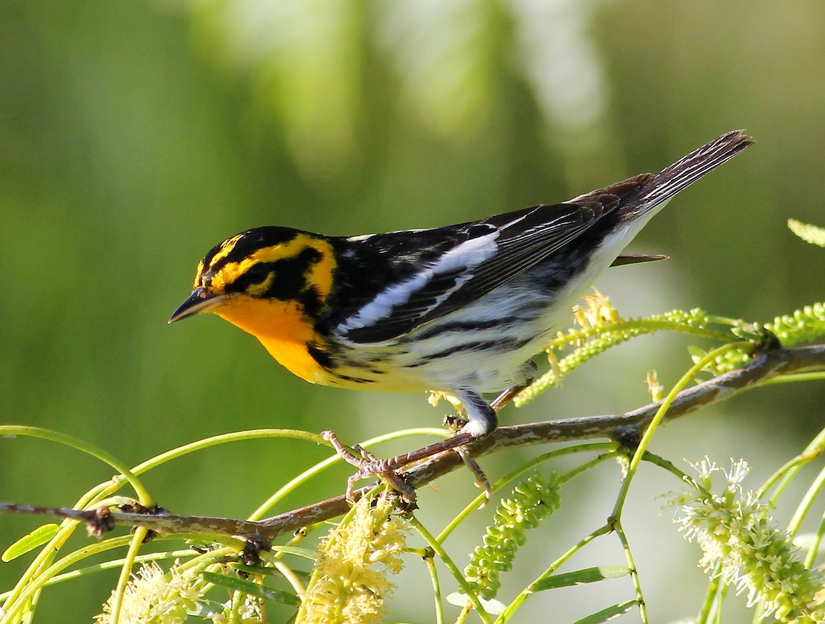 Blackburnian Warbler - ML57264671