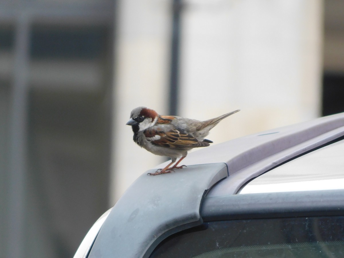 House Sparrow - Deborah Moore🦩
