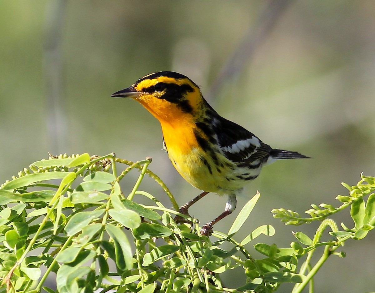 Blackburnian Warbler - ML57264681