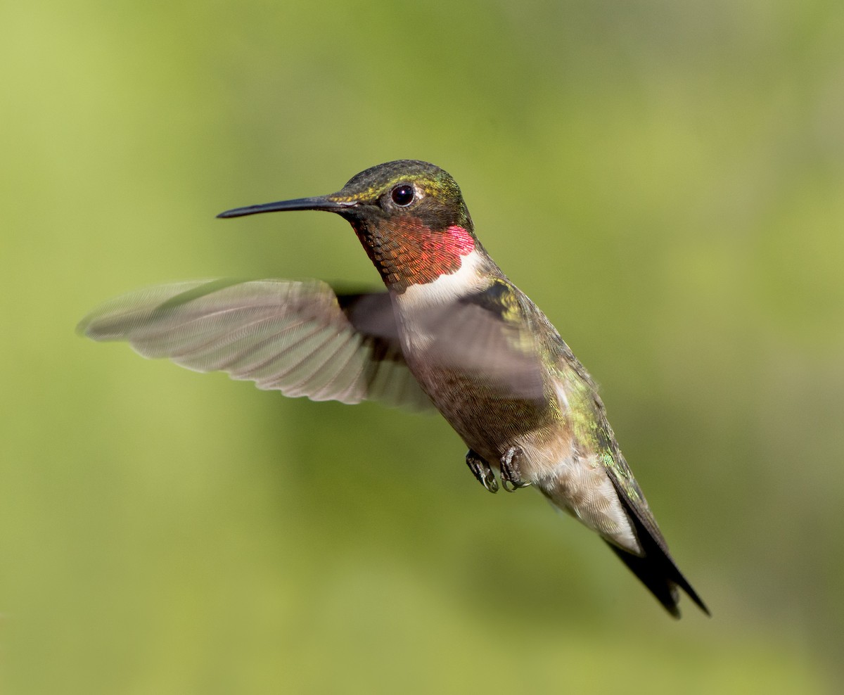 Ruby-throated Hummingbird - Jack and Shirley Foreman