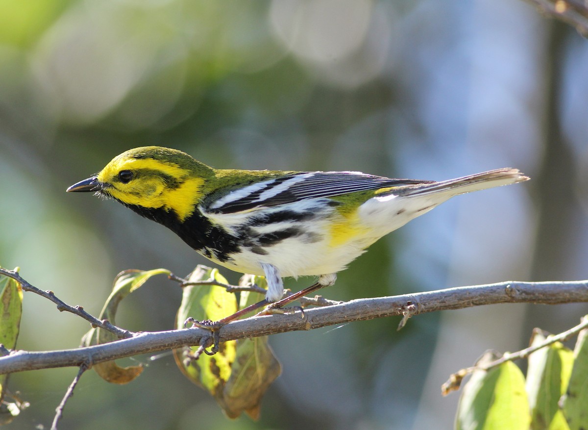 Black-throated Green Warbler - ML57264821