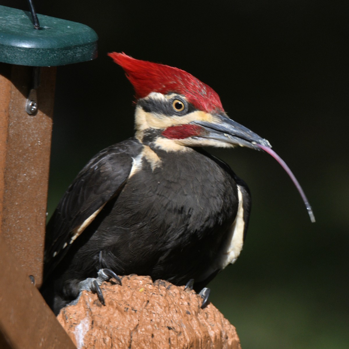 Pileated Woodpecker - Michael Cheves