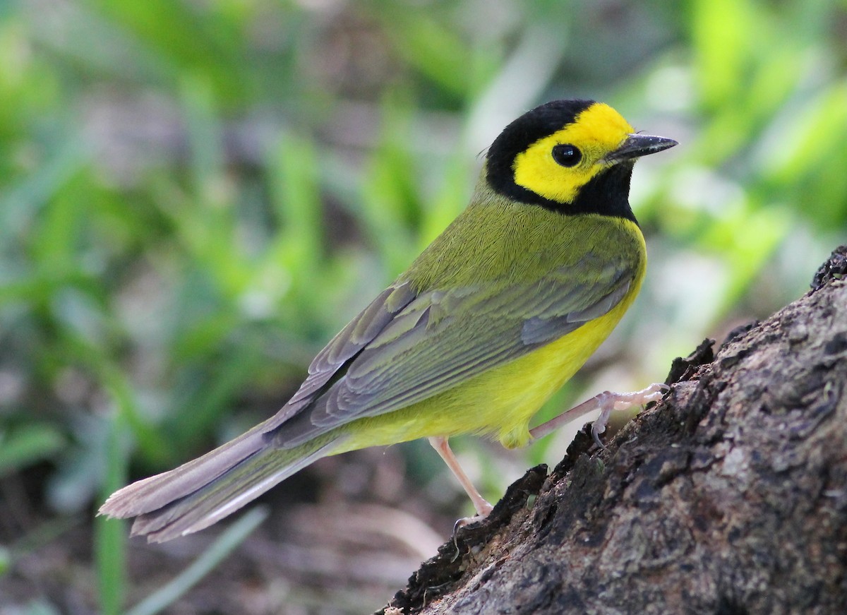 Hooded Warbler - ML57264841