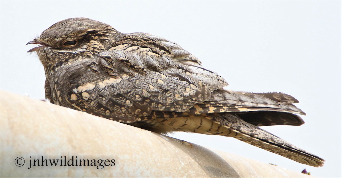 Eurasian Nightjar - ML57264861