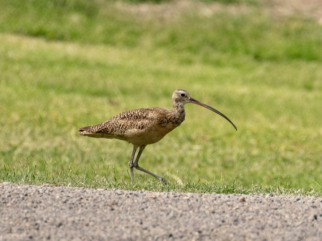 Long-billed Curlew - ML572648961