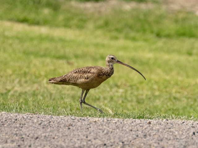 Rostbrachvogel - ML572648961