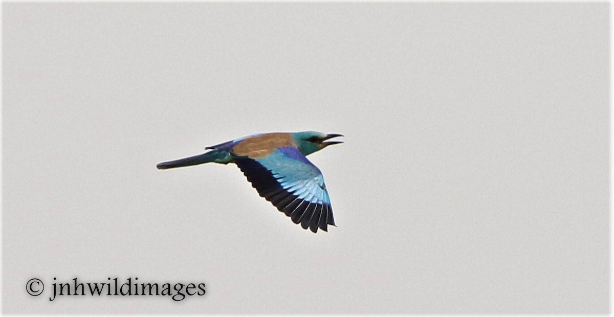 European Roller - ML57264921