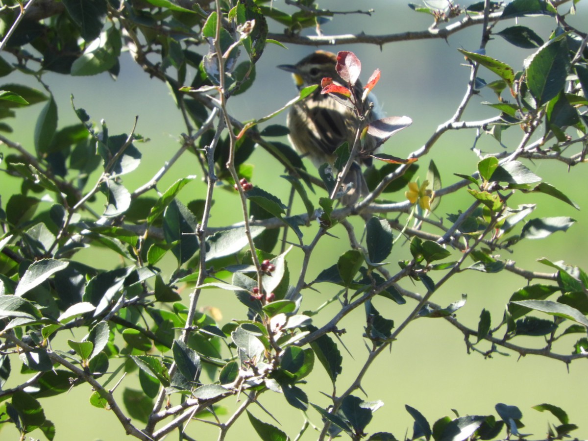 Chotoy Spinetail - ML572650481