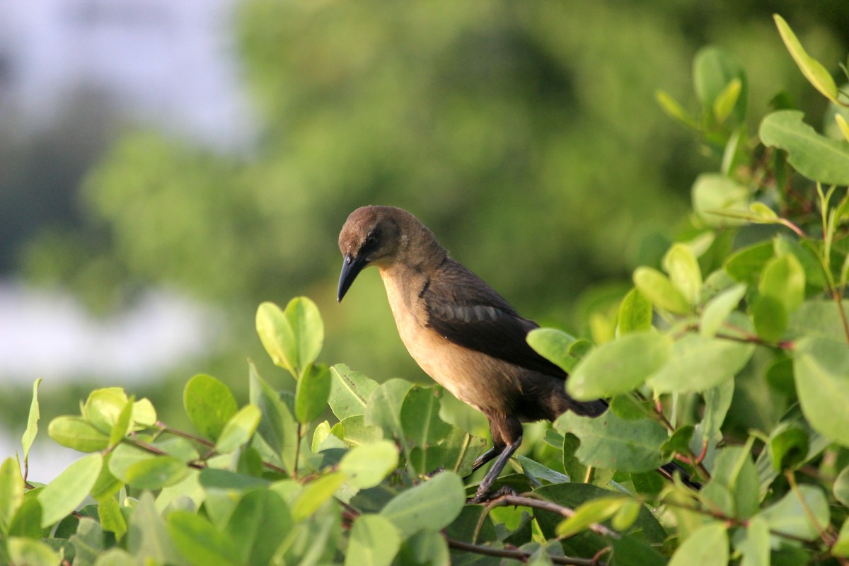 Great-tailed Grackle - ML572651691