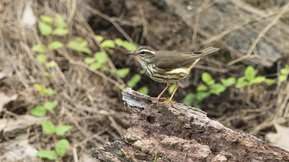 Louisiana Waterthrush - John Troth