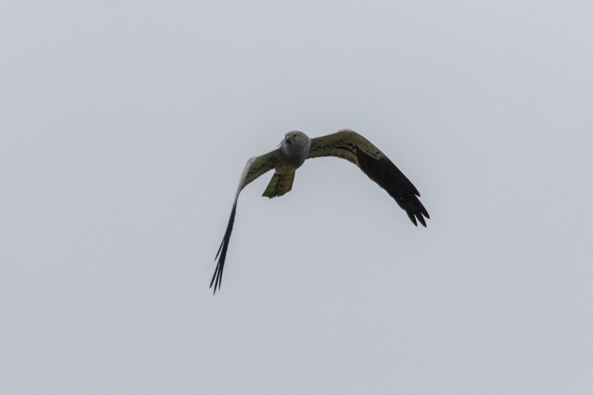 Montagu's Harrier - ML572651851