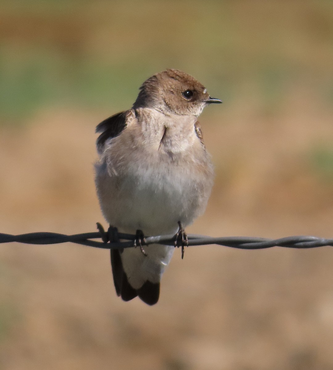 Northern Rough-winged Swallow - ML572651861