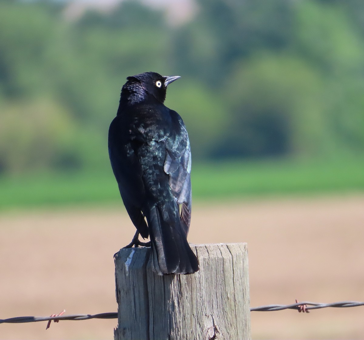 Brewer's Blackbird - ML572652091