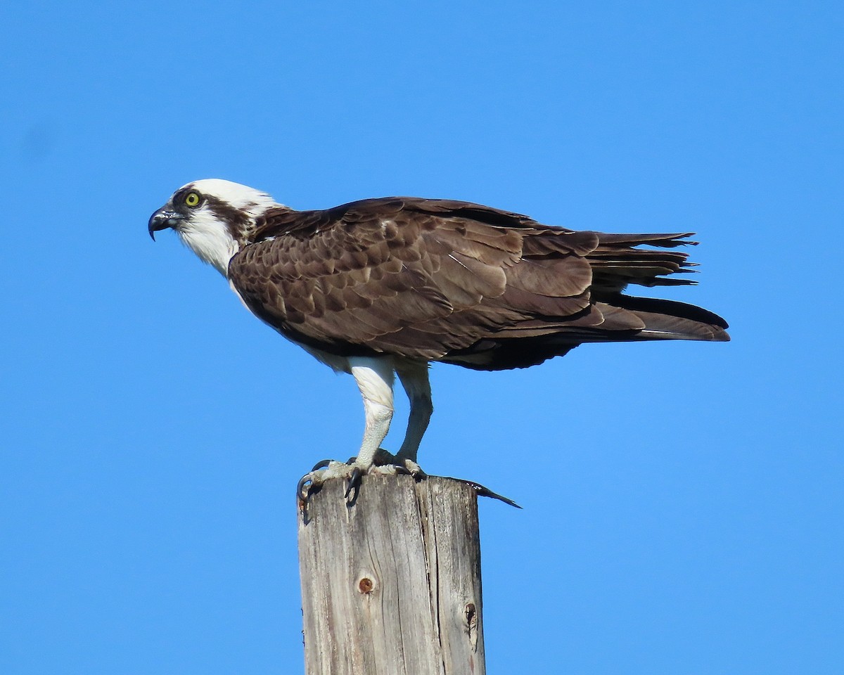 Osprey - ML572652271