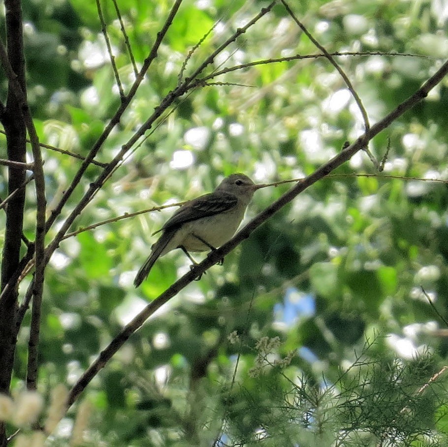 Braunaugenvireo - ML572652711