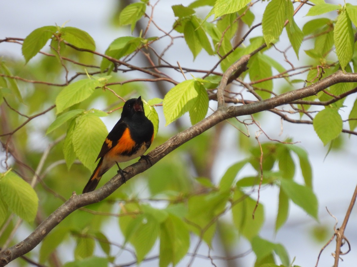 American Redstart - ML572652901