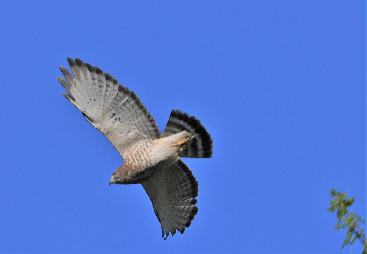 Broad-winged Hawk - ML572653331