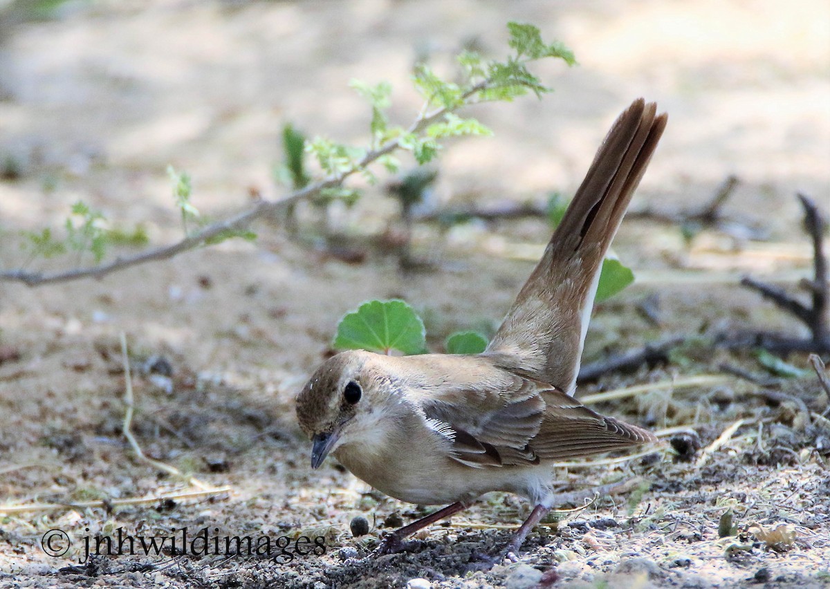 Common Nightingale (golzii) - ML57265381