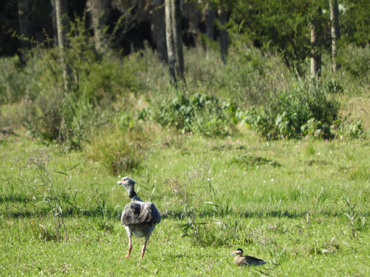 Southern Screamer - ML572654741